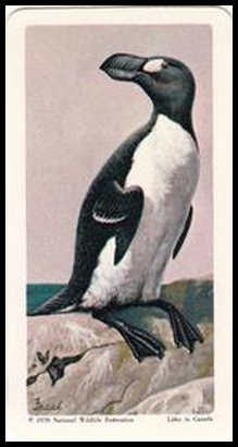 2 Great Auk